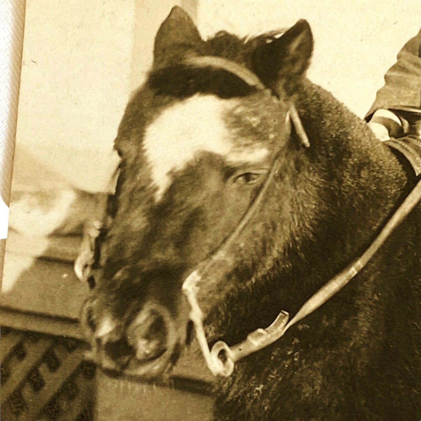 Vintage Photo of Affluent Boy on Pinto Pony in Cardboard Cover RPPC 3x4.5"